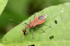 Cutocoris