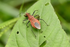Cutocoris