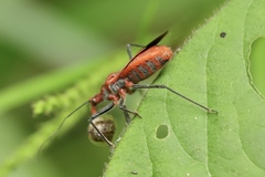 Cutocoris