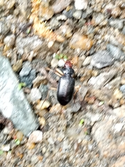 Nebria picicornis
