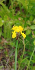 Xyridaceae