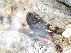 Nebria picicornis