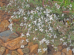 Aspalathus submissa