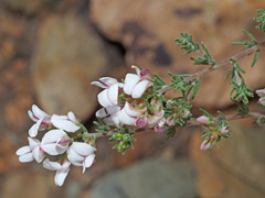 Aspalathus submissa