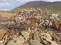 Aspalathus submissa