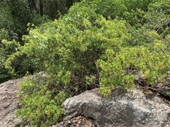 Strophanthus divaricatus
