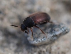 Sciodrepoides watsoni