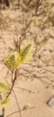 Salix caprea