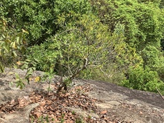 Strophanthus divaricatus