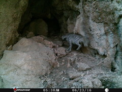 Hyaena hyaena