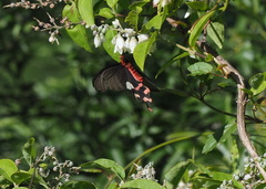 Byasa polyeuctes