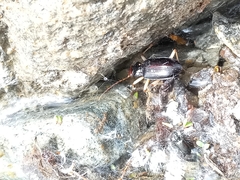 Nebria picicornis