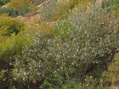 Anisodontea fruticosa