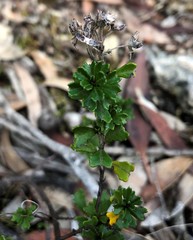 Pomaderris obcordata