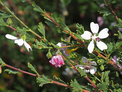 Anisodontea fruticosa