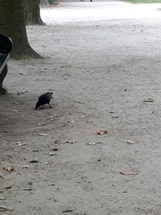 Corvus corone