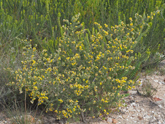 Aspalathus juniperina