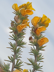 Aspalathus juniperina