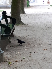 Corvus corone