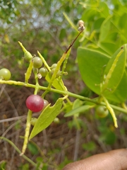Salvadora persica