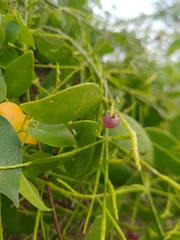 Salvadora persica