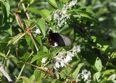 Byasa polyeuctes
