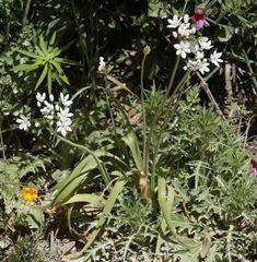 Allium subhirsutum
