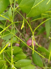 Salvadora persica
