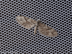 Eupithecia lanceata