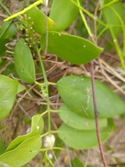 Salvadora persica