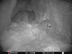 Hyaena hyaena