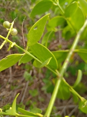 Salvadora persica