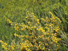 Aspalathus juniperina