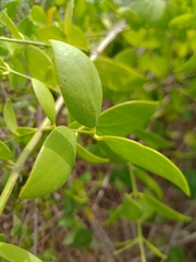 Salvadora persica