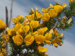 Aspalathus juniperina