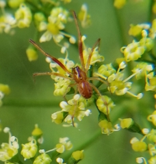 Anelosimus studiosus