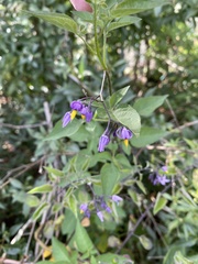 Solanum dulcamara