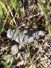 Ocnerodes prosternalis