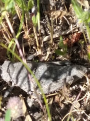 Ocnerodes prosternalis