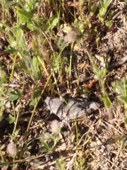 Ocnerodes prosternalis