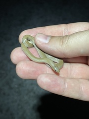 Sonora taylori