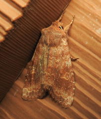 Lithophane semiusta