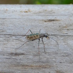 Ellipsoptera cuprascens