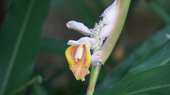 Alpinia hainanensis