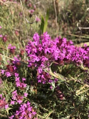 Thymus lotocephalus