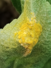 Melampsora rostrupii