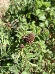 Castorimorpha