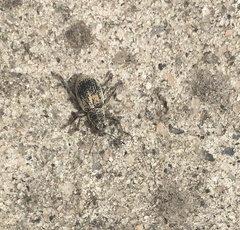Sciaphobus squalidus