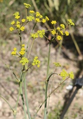 Ferulago nodosa