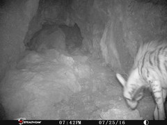 Hyaena hyaena